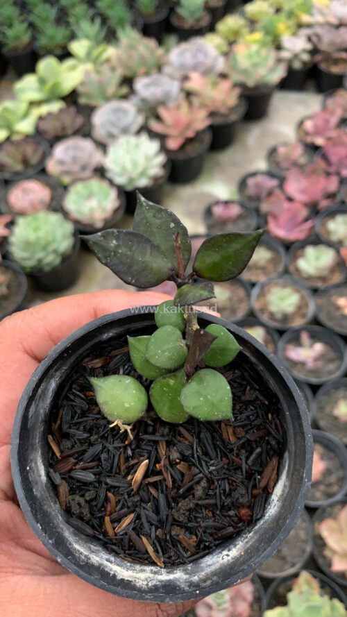 Hoya Carnosa Black Queen, real gallery image #1 plants. Picture taken directly from kaktus.id community Hoya farmer green houses.