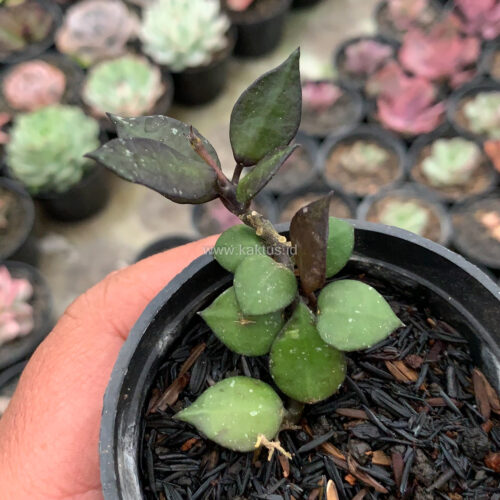 Hoya Carnosa Black Queen, real gallery image #2 plants. Picture taken directly from kaktus.id community Hoya farmer green houses.