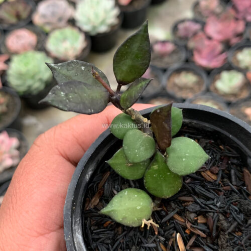 Hoya Carnosa Black Queen, real gallery image #3 plants. Picture taken directly from kaktus.id community Hoya farmer green houses.