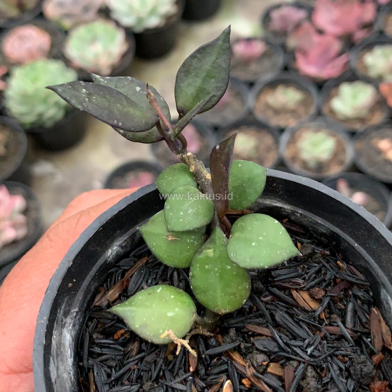 Hoya Carnosa Black Queen, real gallery image #4 plants. Picture taken directly from kaktus.id community Hoya farmer green houses.