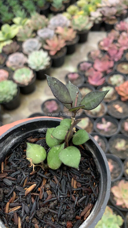 Hoya Carnosa Black Queen, real gallery image #5 plants. Picture taken directly from kaktus.id community Hoya farmer green houses.