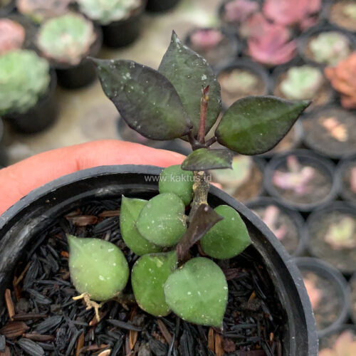 Hoya Carnosa Black Queen, real gallery image #6 plants. Picture taken directly from kaktus.id community Hoya farmer green houses.