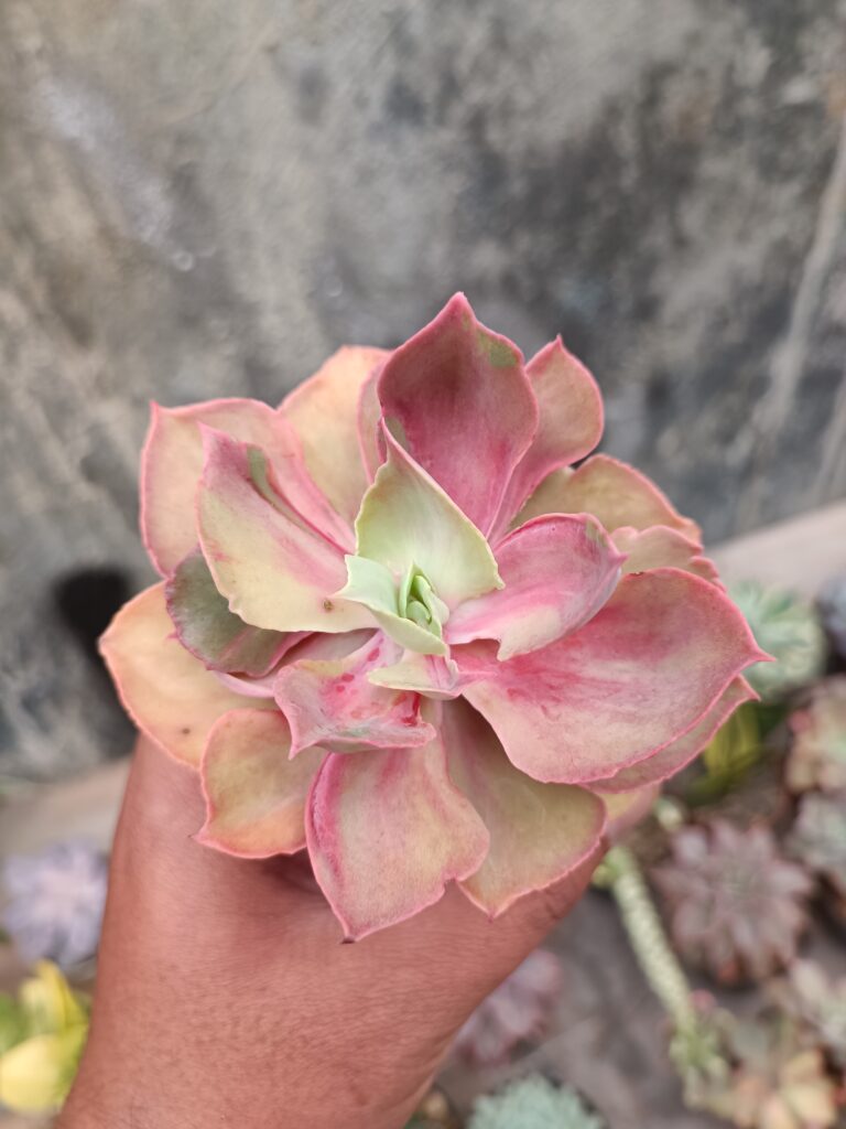 kaktus.id