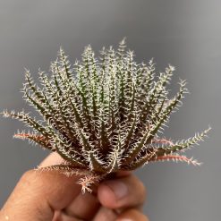 Aloe Haworthioides Baker