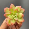Echeveria Lemon Blood Spot