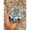Echeveria Sang-a / Echeveria Blue Bird