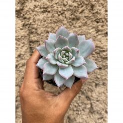 Echeveria Sang-a / Echeveria Blue Bird