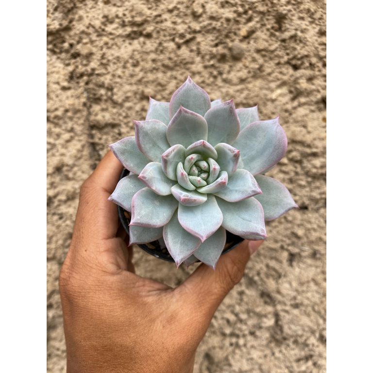 427. Echeveria Sang-a / Echeveria Blue Bird