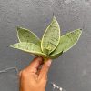 Sansevieria Hahniii Cream
