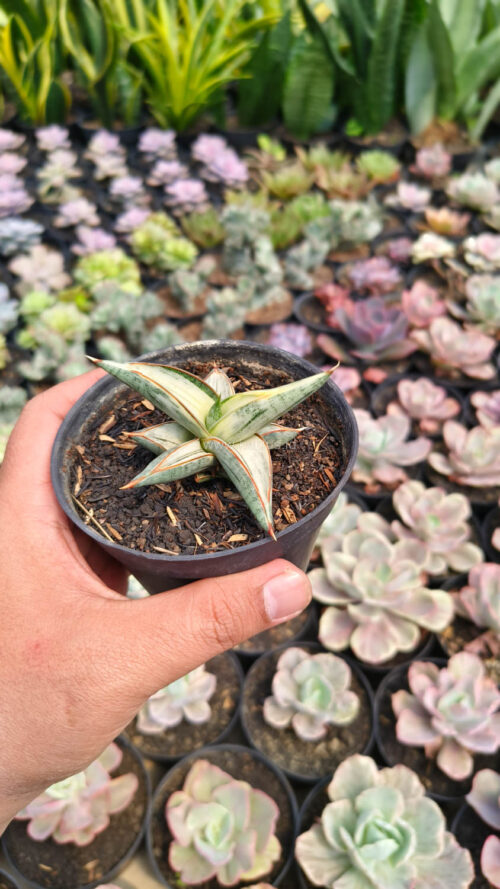 Sansevieria Blue Clone White Variegated, real gallery image #3 plants. Picture taken directly from kaktus.id community Sansevieria farmer green houses.
