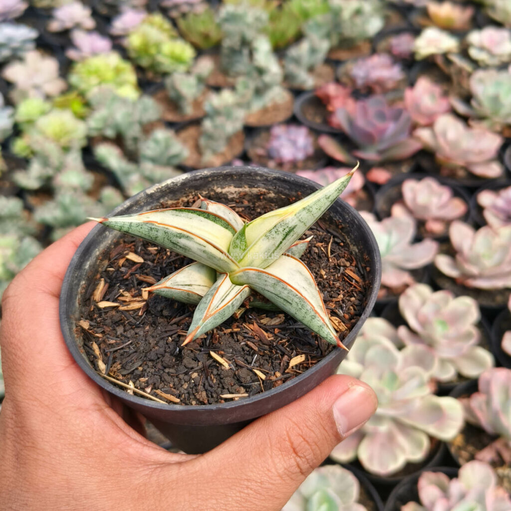 kaktus.id