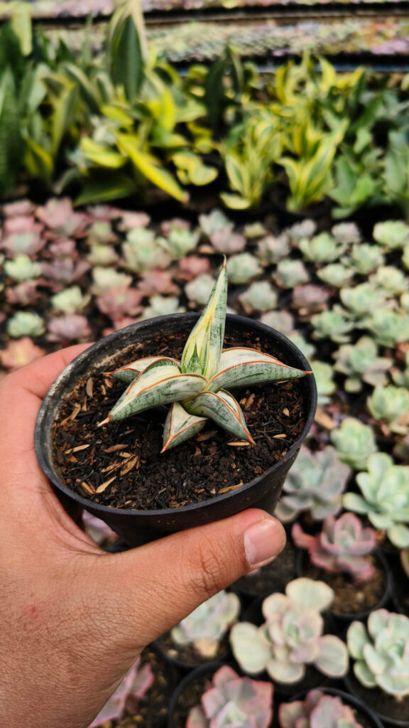 kaktus.id