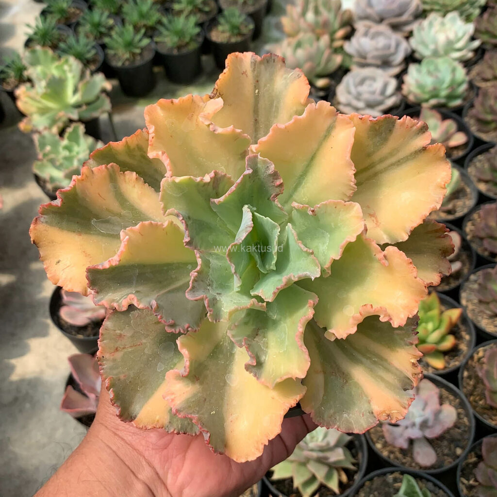 kaktus.id