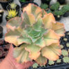 Echeveria Chantilly Variegated, real feature image plant. Picture taken directly from kaktus.id community Echeveria farmer green houses.