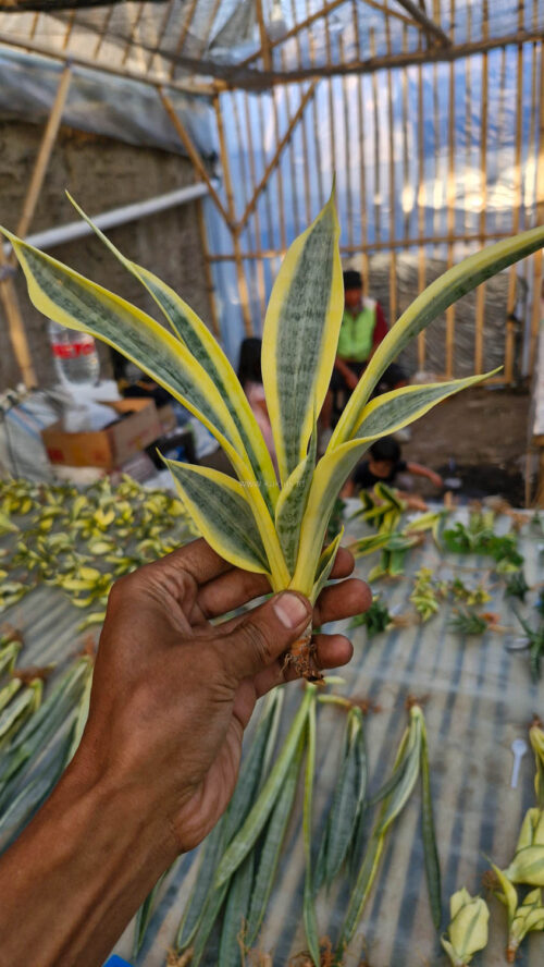 Sansevieria Yellow Stripe, real gallery image #4 plants. Picture taken directly from kaktus.id community Sansevieria farmer green houses.