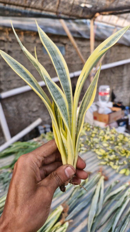 Sansevieria Yellow Stripe, real gallery image #2 plants. Picture taken directly from kaktus.id community Sansevieria farmer green houses.