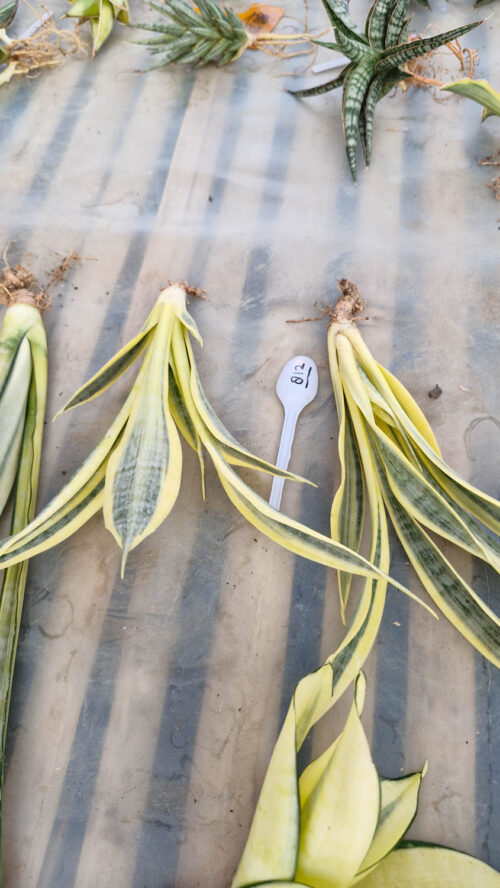 Sansevieria Yellow Stripe, real gallery image #6 plants. Picture taken directly from kaktus.id community Sansevieria farmer green houses.