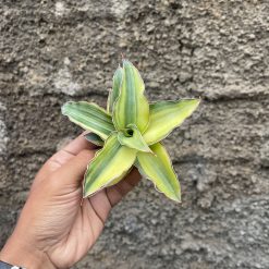 Sansevieria Blue Leaf Variegated, real feature image plant. Picture taken directly from kaktus.id community Sansevieria farmer green houses.