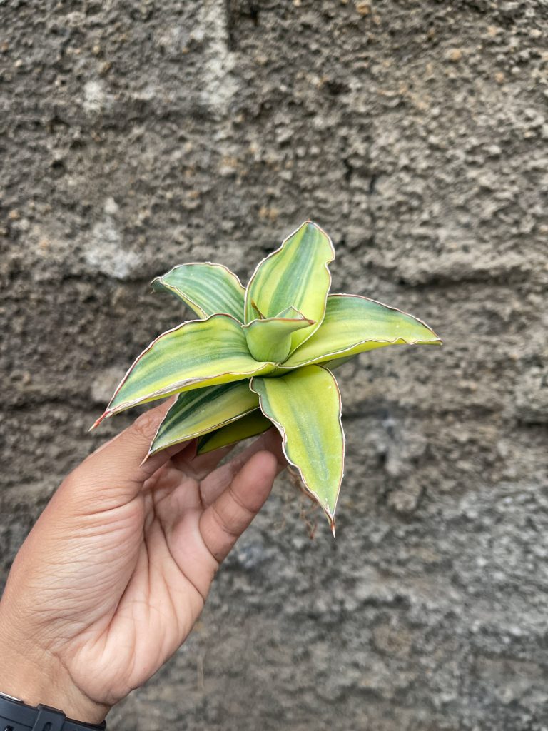 kaktus.id