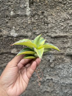 Sansevieria Blue Leaf Variegated, real gallery image #4 plants. Picture taken directly from kaktus.id community Sansevieria farmer green houses.