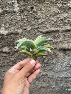 Sansevieria Blue Leaf Variegated, real gallery image #2 plants. Picture taken directly from kaktus.id community Sansevieria farmer green houses.