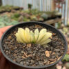 Haworthia Lime Green Aurea Variegated, real gallery image #2 plants. Picture taken directly from kaktus.id community Haworthia farmer green houses.