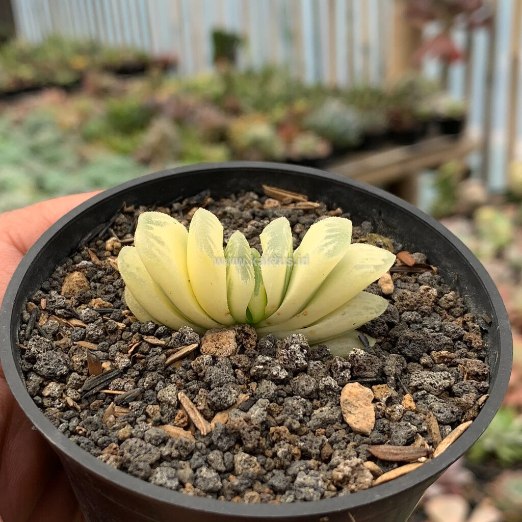 kaktus.id