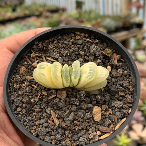 Haworthia Lime Green Aurea Variegated, real gallery image #5 plants. Picture taken directly from kaktus.id community Haworthia farmer green houses.