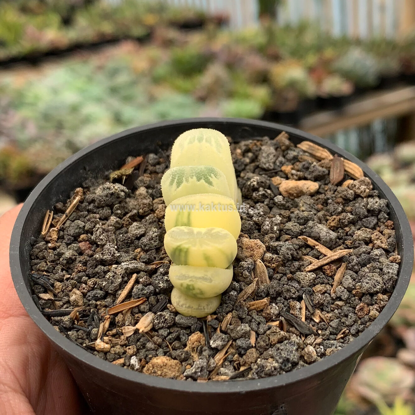 Haworthia Lime Green Aurea Variegated, real gallery image #1 plants. Picture taken directly from kaktus.id community Haworthia farmer green houses.