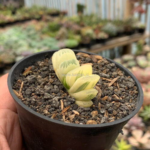 Haworthia Lime Green Aurea Variegated, real gallery image #4 plants. Picture taken directly from kaktus.id community Haworthia farmer green houses.