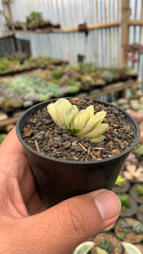 Haworthia Lime Green Aurea Variegated, real gallery image #3 plants. Picture taken directly from kaktus.id community Haworthia farmer green houses.