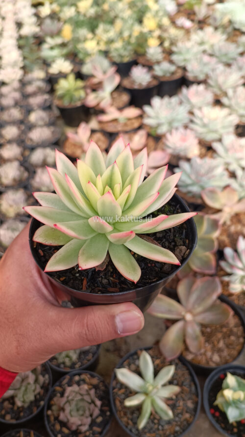 Echeveria Agavoides Red Tip Aurea Variegated, real gallery image #2 plants. Picture taken directly from kaktus.id community Echeveria farmer green houses.