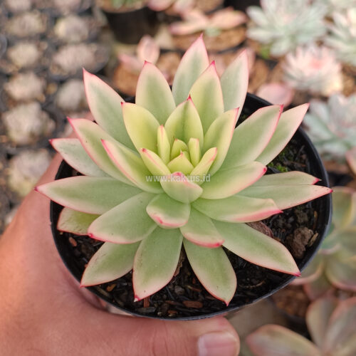 Echeveria Agavoides Red Tip Aurea Variegated, real gallery image #3 plants. Picture taken directly from kaktus.id community Echeveria farmer green houses.