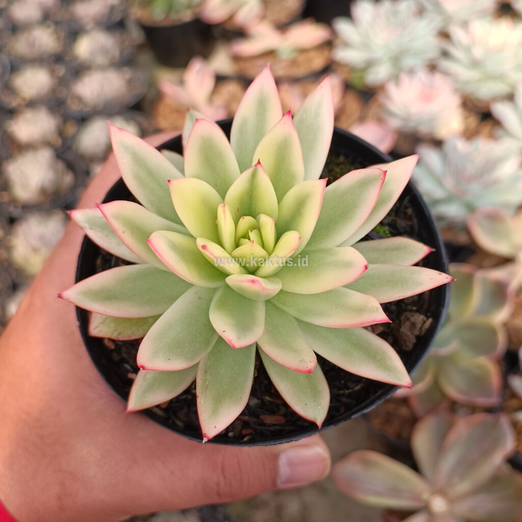 kaktus.id