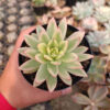 Echeveria Agavoides Red Tip Aurea Variegated, real gallery image #5 plants. Picture taken directly from kaktus.id community Echeveria farmer green houses.