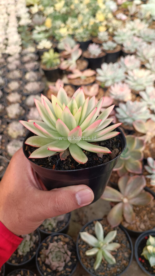 Echeveria Agavoides Red Tip Aurea Variegated, real gallery image #6 plants. Picture taken directly from kaktus.id community Echeveria farmer green houses.