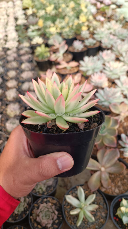 Echeveria Agavoides Red Tip Aurea Variegated, real gallery image #7 plants. Picture taken directly from kaktus.id community Echeveria farmer green houses.