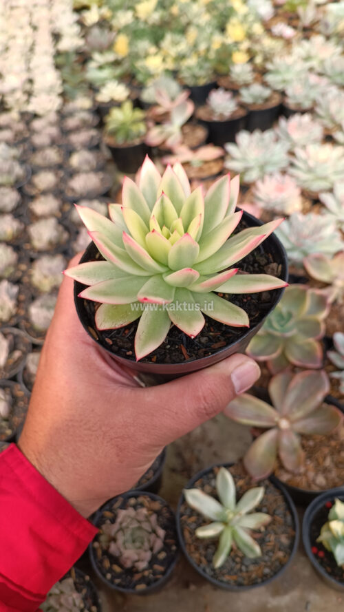 Echeveria Agavoides Red Tip Aurea Variegated, real gallery image #8 plants. Picture taken directly from kaktus.id community Echeveria farmer green houses.