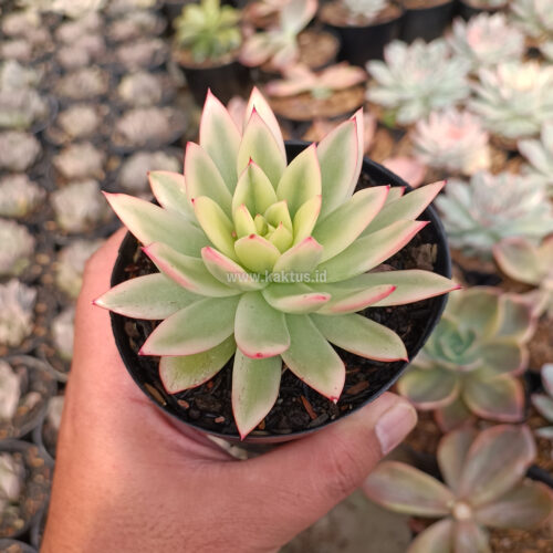 Echeveria Agavoides Red Tip Aurea Variegated, real gallery image #1 plants. Picture taken directly from kaktus.id community Echeveria farmer green houses.