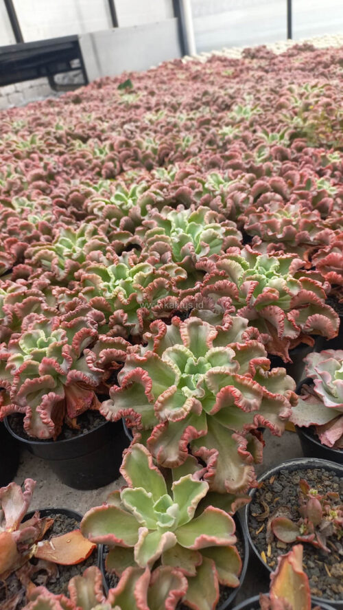 Echeveria Octopus Size 12 Cm, real gallery image #1 plants. Picture taken directly from kaktus.id community Echeveria farmer green houses.