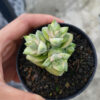 Crassula Moonglow Variegated, real gallery image #3 plants. Picture taken directly from kaktus.id community Crassula farmer green houses.