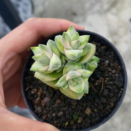 977. Crassula Moonglow Variegated ( Appendix II – Special Permit Needed* )