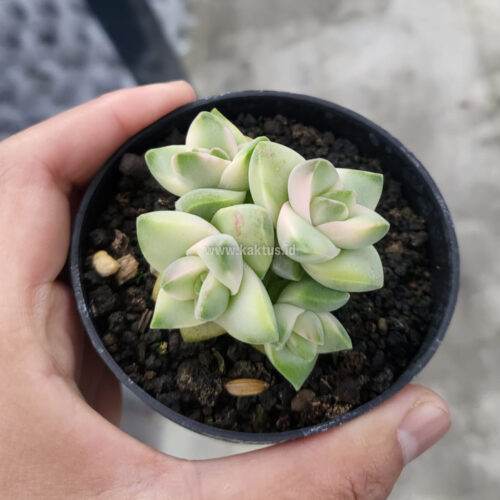 Crassula Moonglow Variegated, real gallery image #2 plants. Picture taken directly from kaktus.id community Crassula farmer green houses.