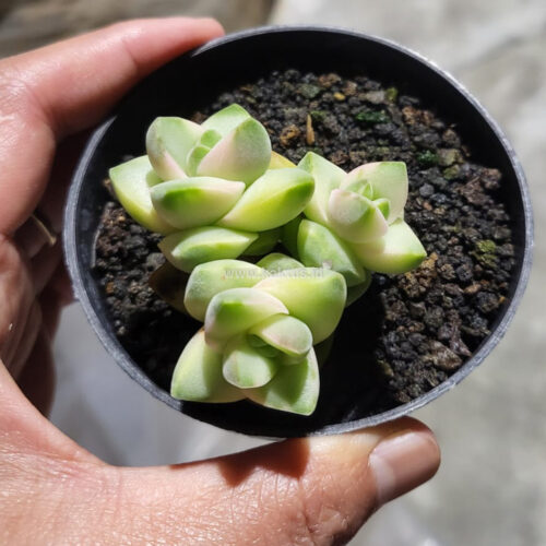 Crassula Moonglow Variegated, real gallery image #1 plants. Picture taken directly from kaktus.id community Crassula farmer green houses.