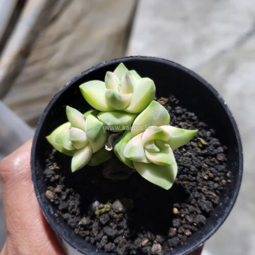 Crassula Moonglow Variegated, real gallery image #4 plants. Picture taken directly from kaktus.id community Crassula farmer green houses.