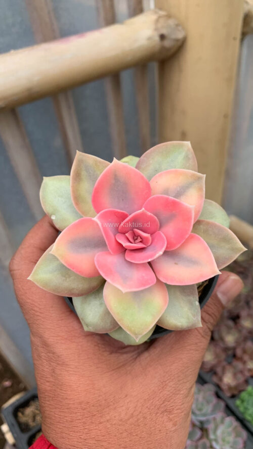 Echeveria Perle White Rainbow, real gallery image #3 plants. Picture taken directly from kaktus.id community Echeveria farmer green houses.