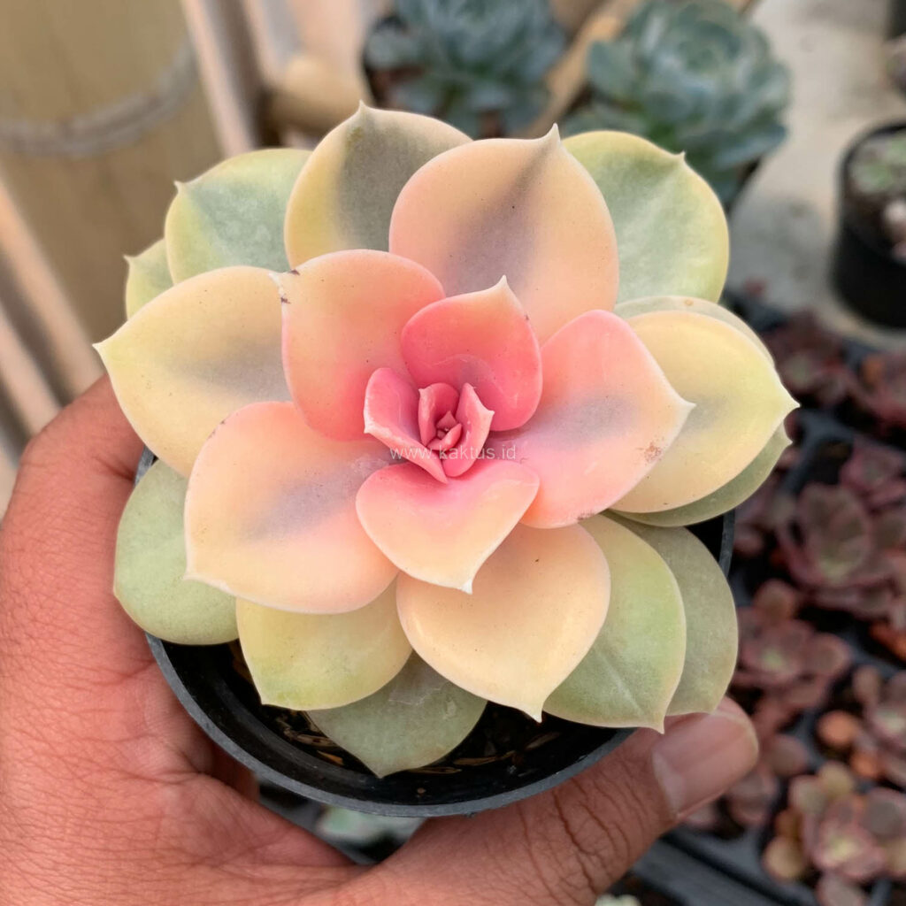 kaktus.id