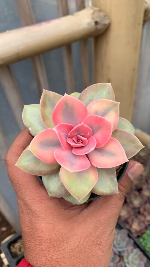 Echeveria Perle White Rainbow, real gallery image #5 plants. Picture taken directly from kaktus.id community Echeveria farmer green houses.