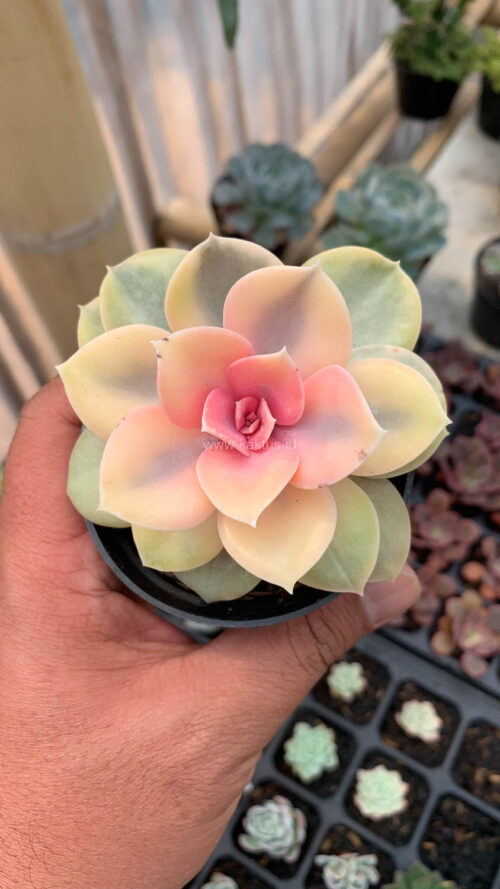 Echeveria Perle White Rainbow, real gallery image #9 plants. Picture taken directly from kaktus.id community Echeveria farmer green houses.