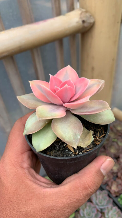 Echeveria Perle White Rainbow, real gallery image #7 plants. Picture taken directly from kaktus.id community Echeveria farmer green houses.